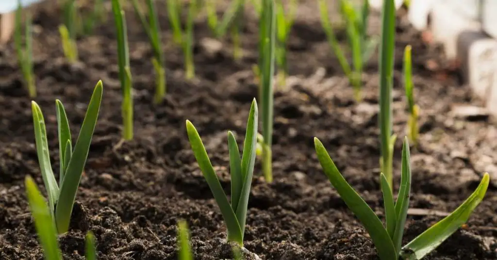 can you plant garlic in the spring, backyard eden, backyard-eden.com