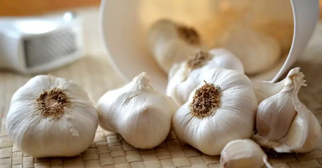 When to grow garlic in Texas