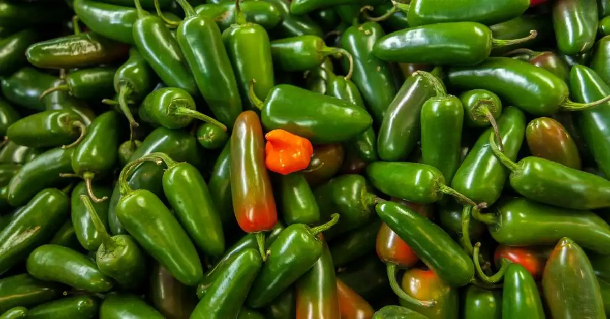 Can you Freeze Jalapenos? (The Chilling Answer)