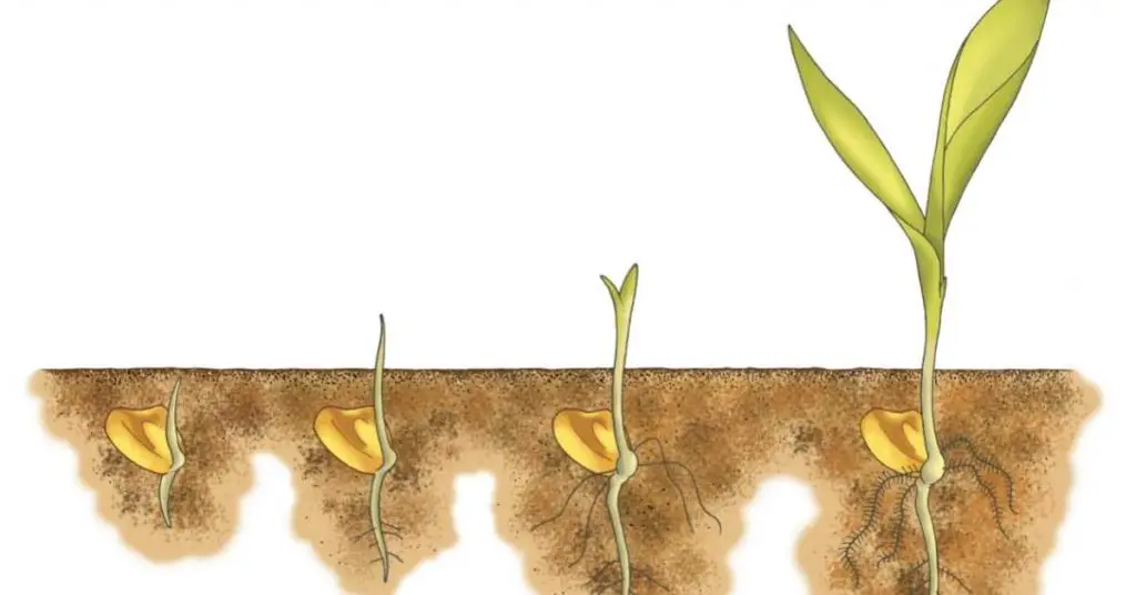 growing corn in raised beds
