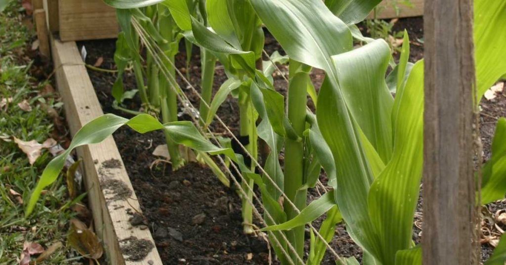 growing corn in raised beds