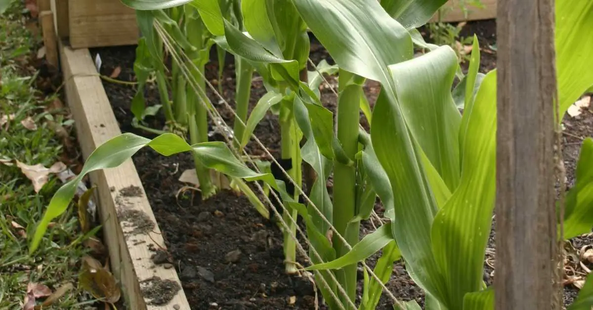 11 Tips For Growing Corn in Raised Beds