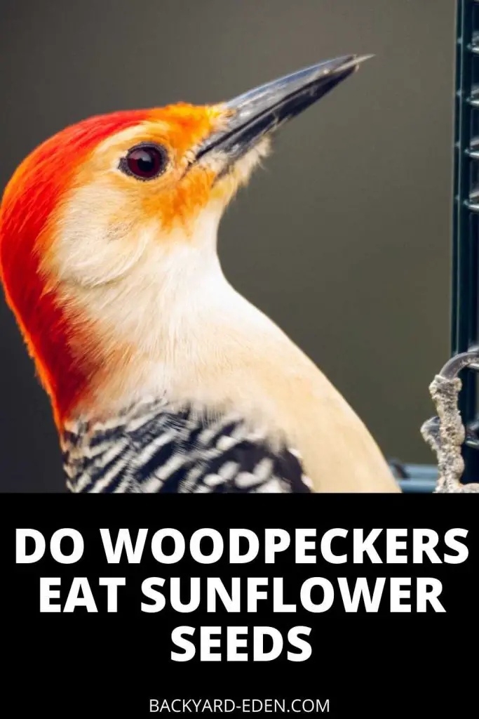 do woodpeckers eat sunflower seeds