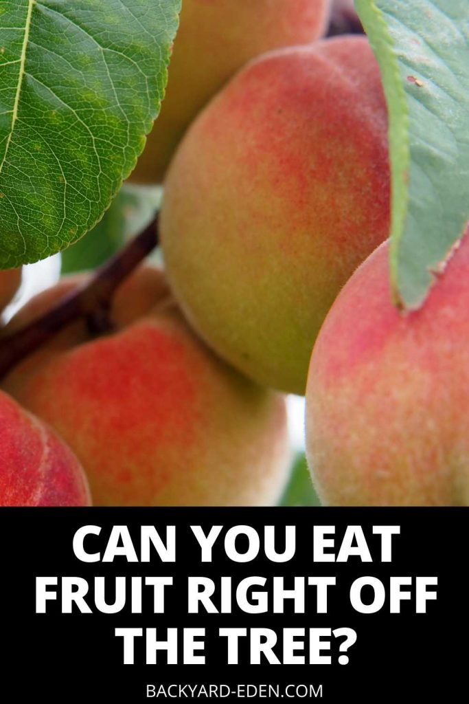 Can You Eat Fruit Straight from the Tree