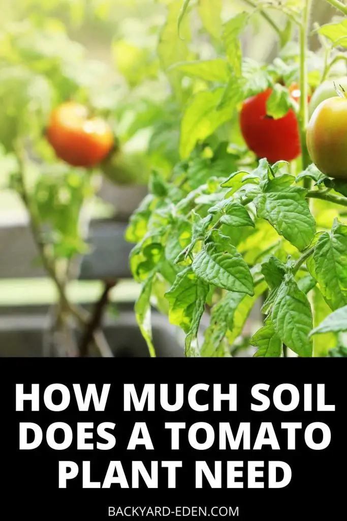 how much soil does a tomato plant need