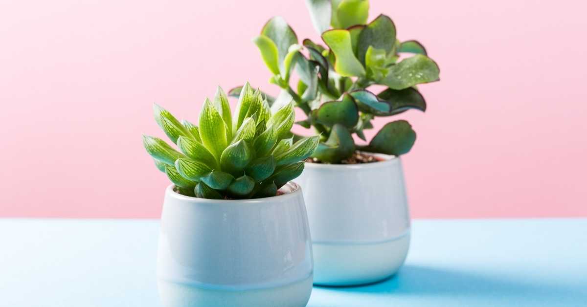 Can You Bottom Water Succulents? The Best Watering Method
