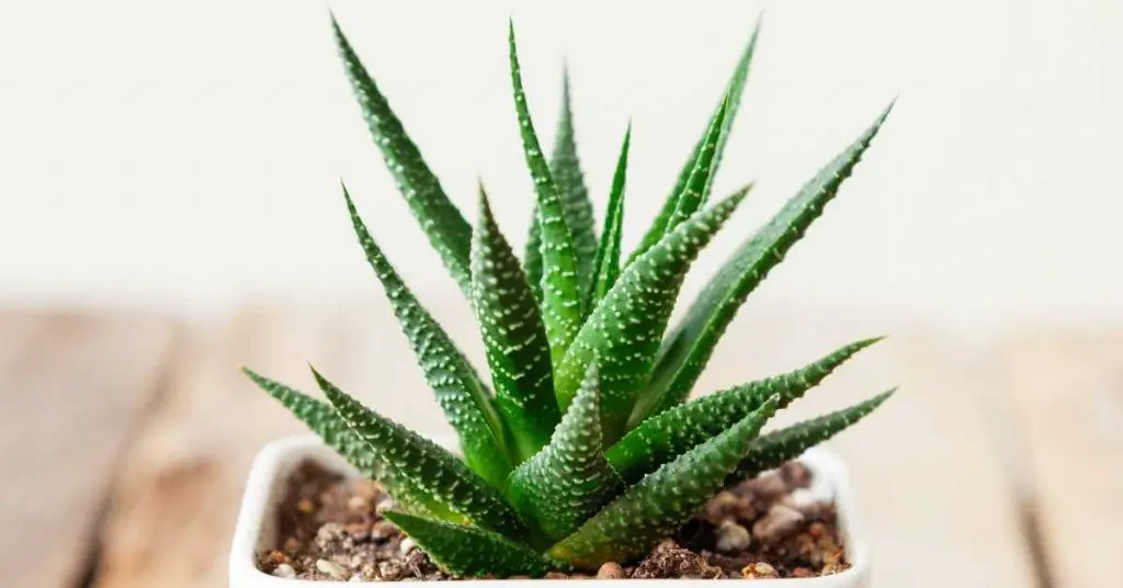 are succulents good for air