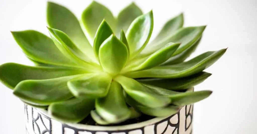 are succulents good for air