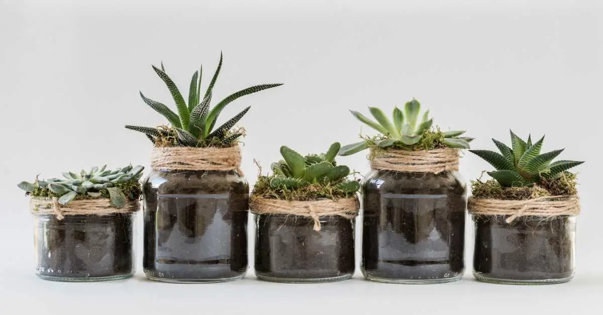 Are Succulents Good For Air? Do Succulents Purify The Air?
