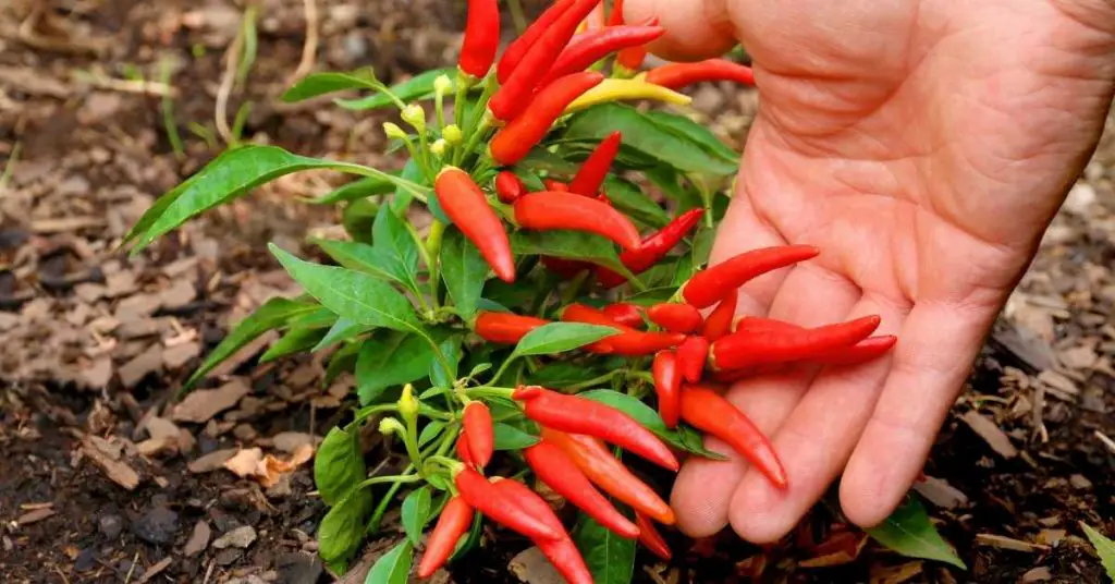 are ornamental peppers edible