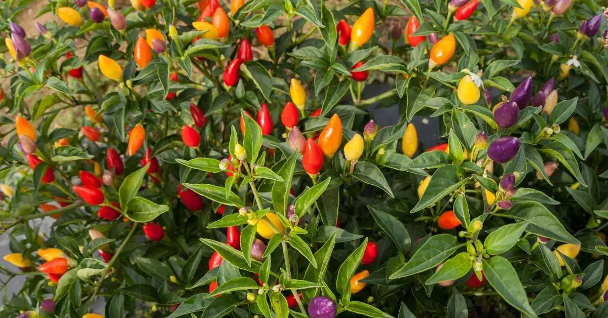 Are Ornamental Peppers Edible? (The Spicy Truth)
