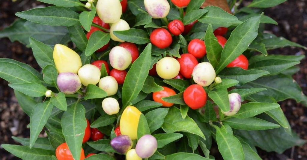 are ornamental peppers edible