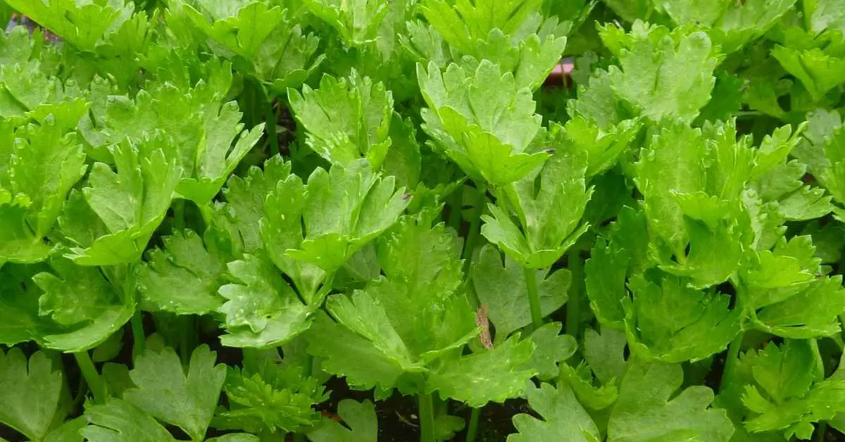Can You Eat Celery Leaves? (Answered)