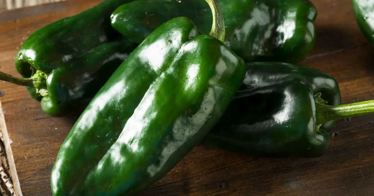 Can You Freeze Poblano Peppers Whole? (Answered)