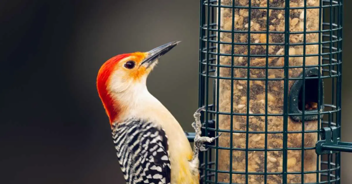Do Woodpeckers Eat Sunflower Seeds? (The Best Answer)
