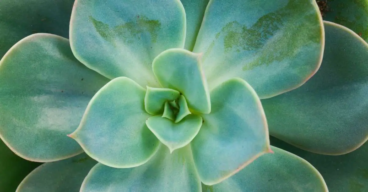 Do Succulents Produce Oxygen? (Find Out The Truth)