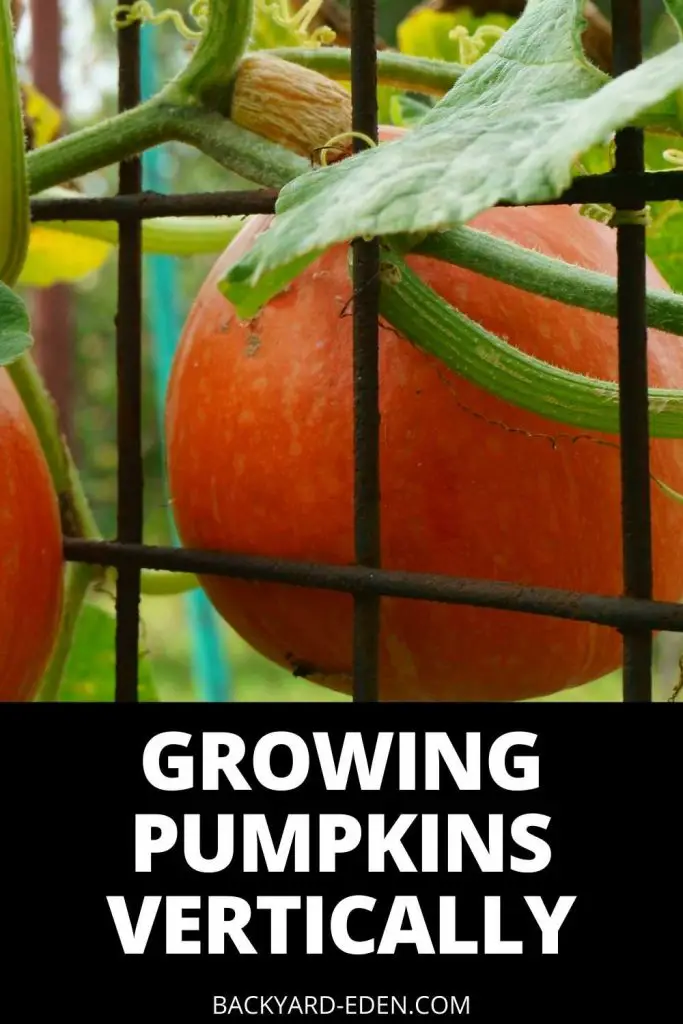 growing pumpkins vertically