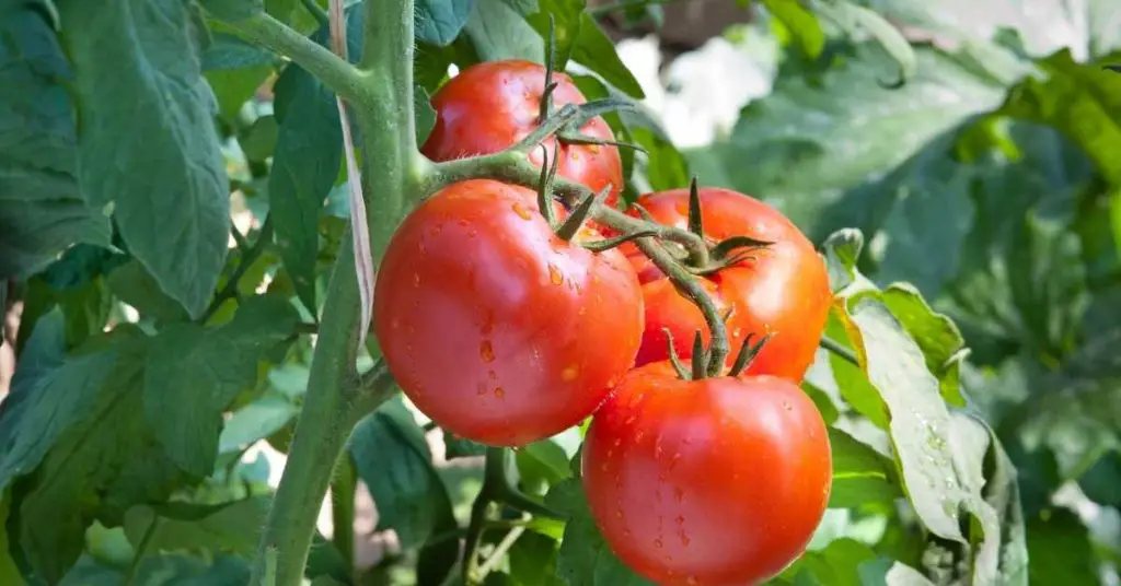 how much soil does a tomato plant need