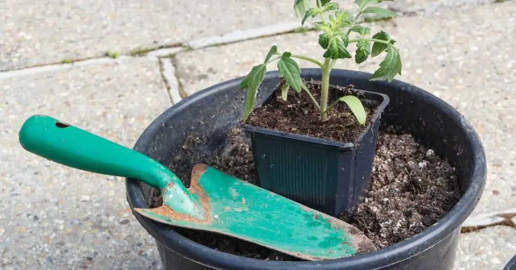 How Much Soil Does a Tomato Plant Need