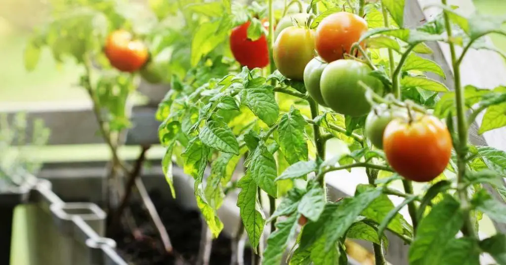 What Size Grow Bag Do I Need for Tomatoes