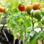 What Size Grow Bag Do I Need for Tomatoes? Plus Our Favorite Grow Bags