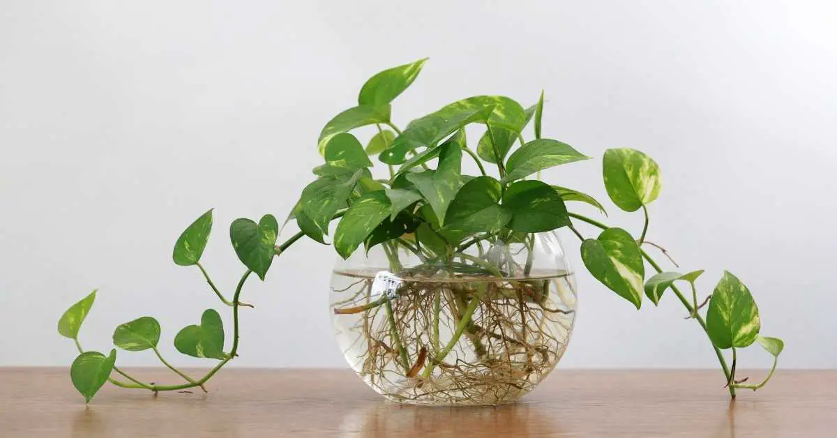 How To Grow Ivy Indoors
