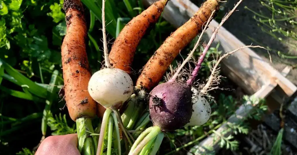 how to grow carrots in raised beds