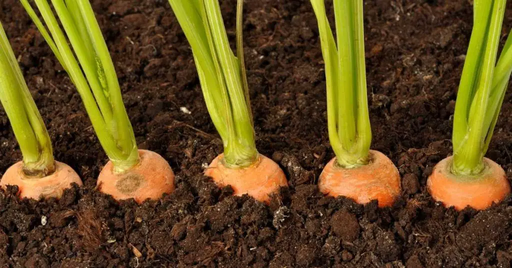 can carrots be transplanted