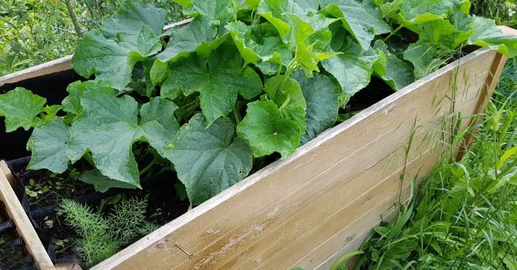 how to grow pumpkins for beginners