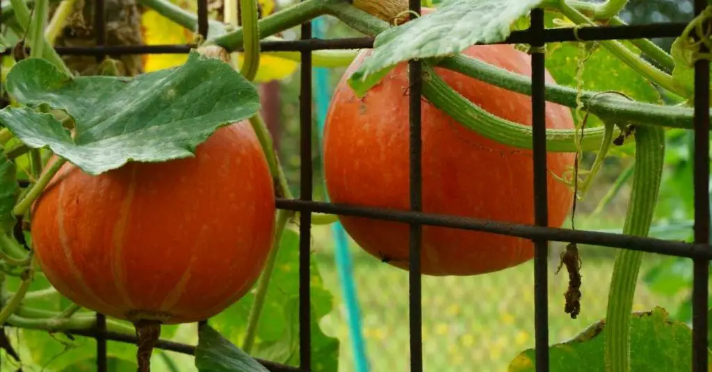 how to grow pumpkins in a raised bed