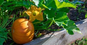 how to grow pumpkins in a raised bed