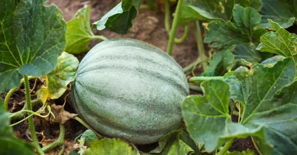 how to grow pumpkins for beginners