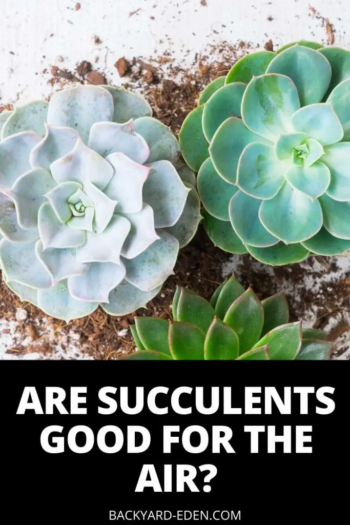Are succulents good for air