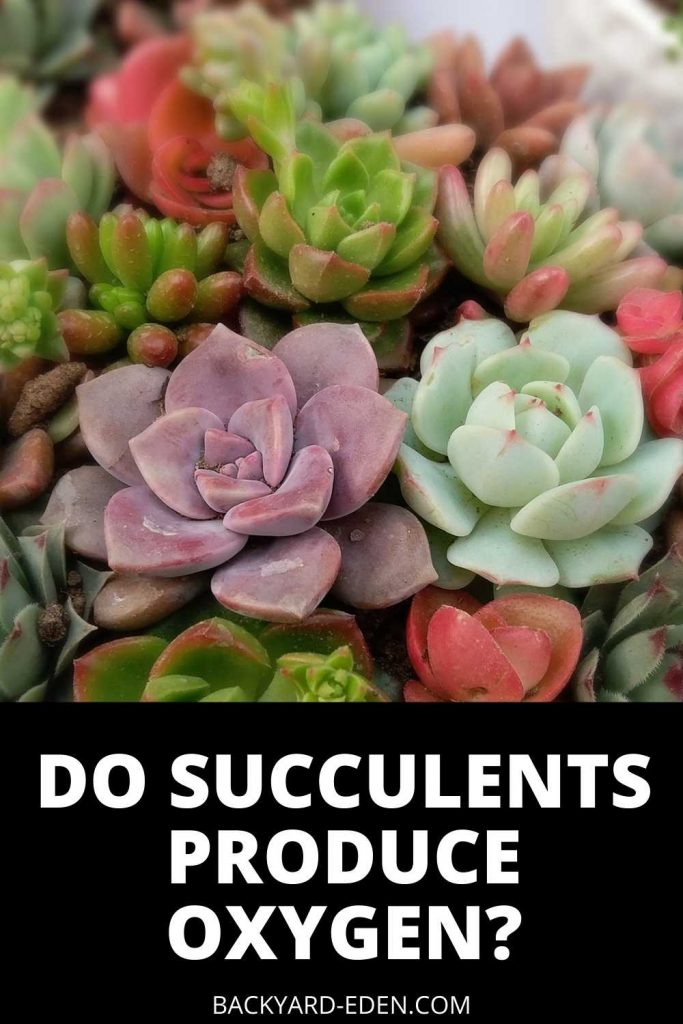 Do succulents produce oxygen