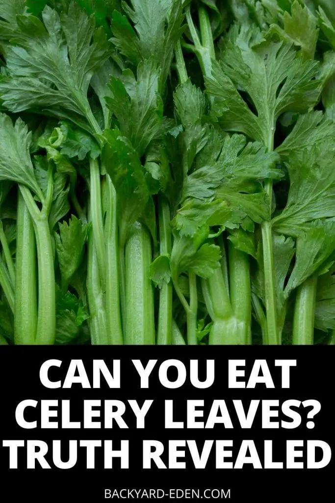 can you eat celery leaves