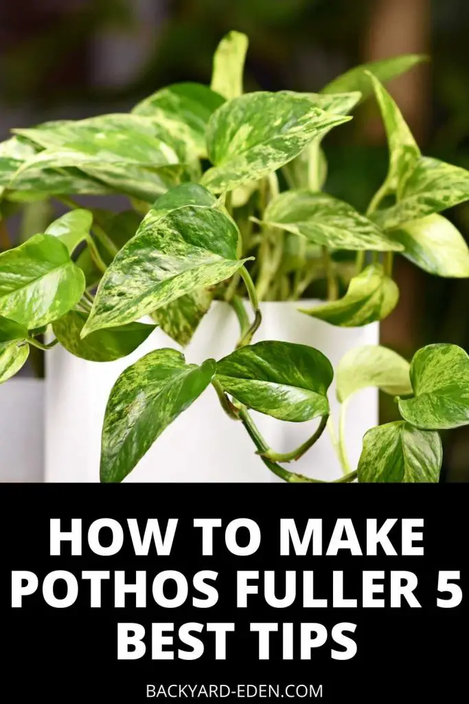 how to make pothos fuller