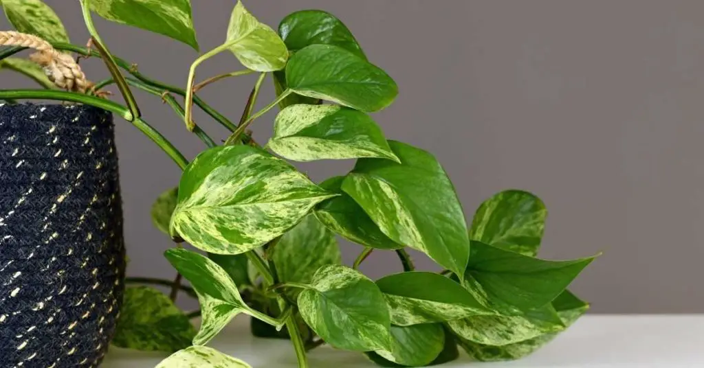 what to do with aerial roots on pothos