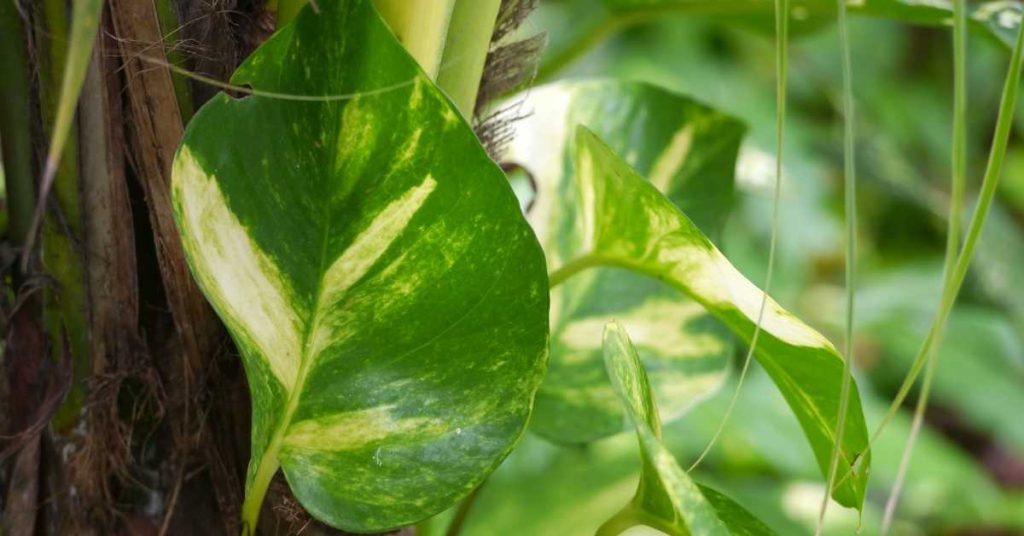 what to do with aerial roots on pothos