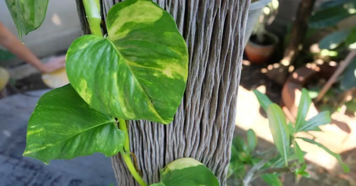 Can Pothos Grow Outside? Everything You Need to Know
