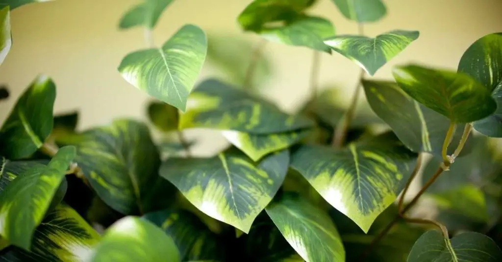 how often should i water a pothos plant