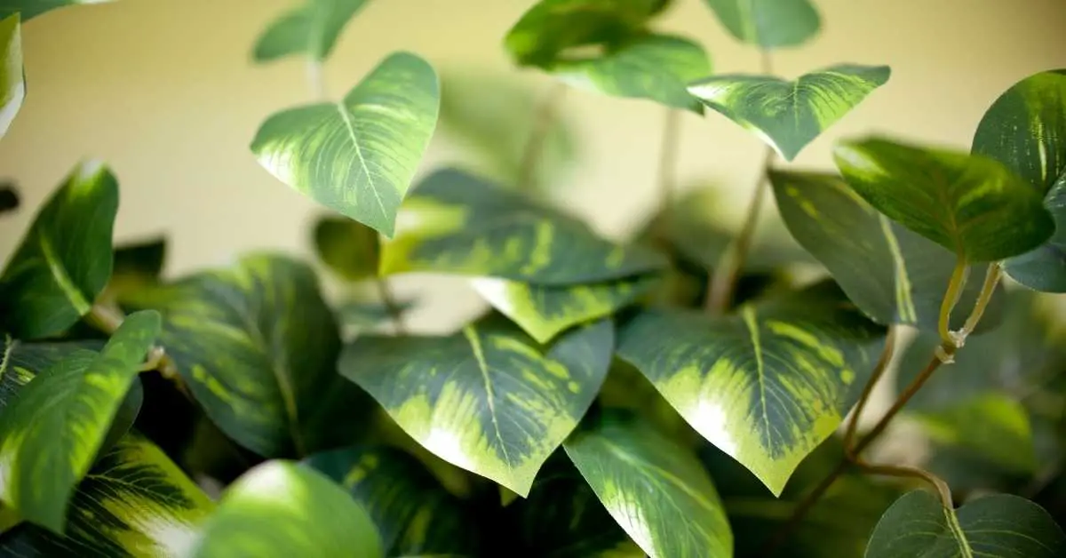 How Often Should I Water A Pothos Plant? The complete Guide