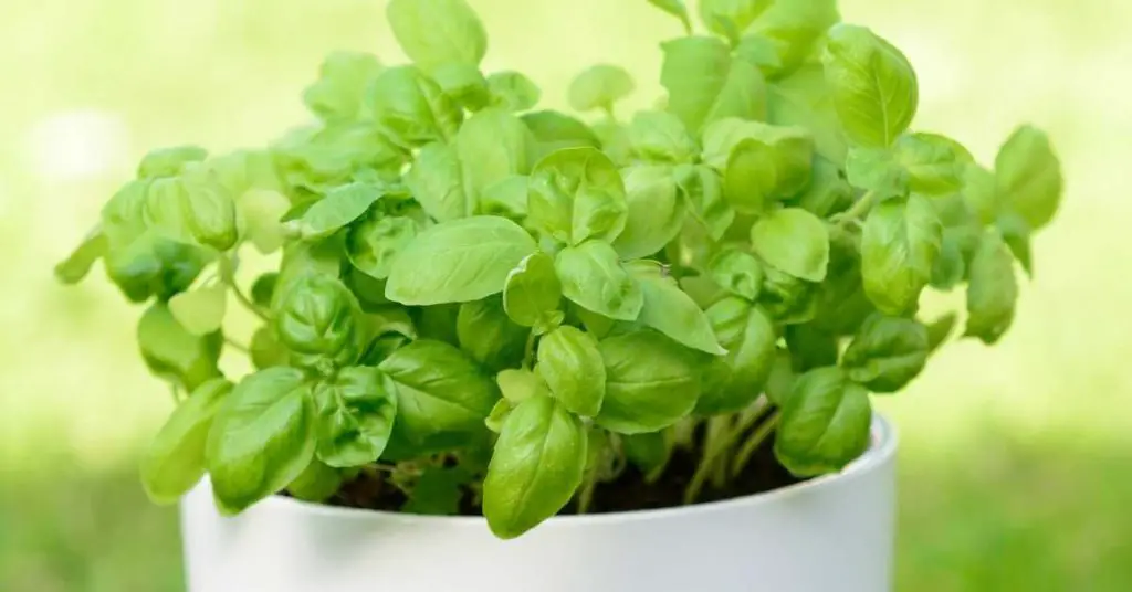 How to grow basil in a pot
