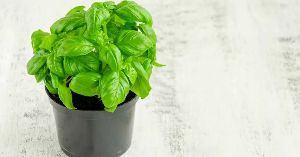 How to grow basil in a pot