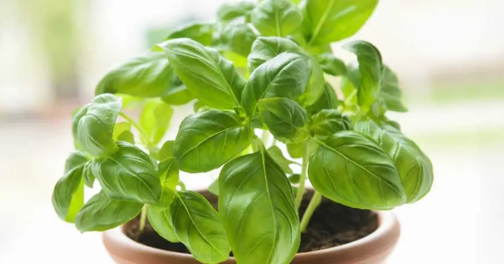 how to grow basil in a pot