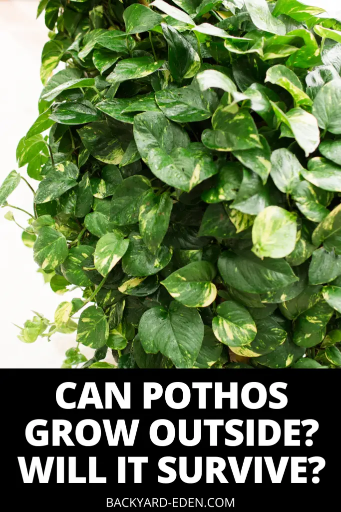 can pothos grow outside