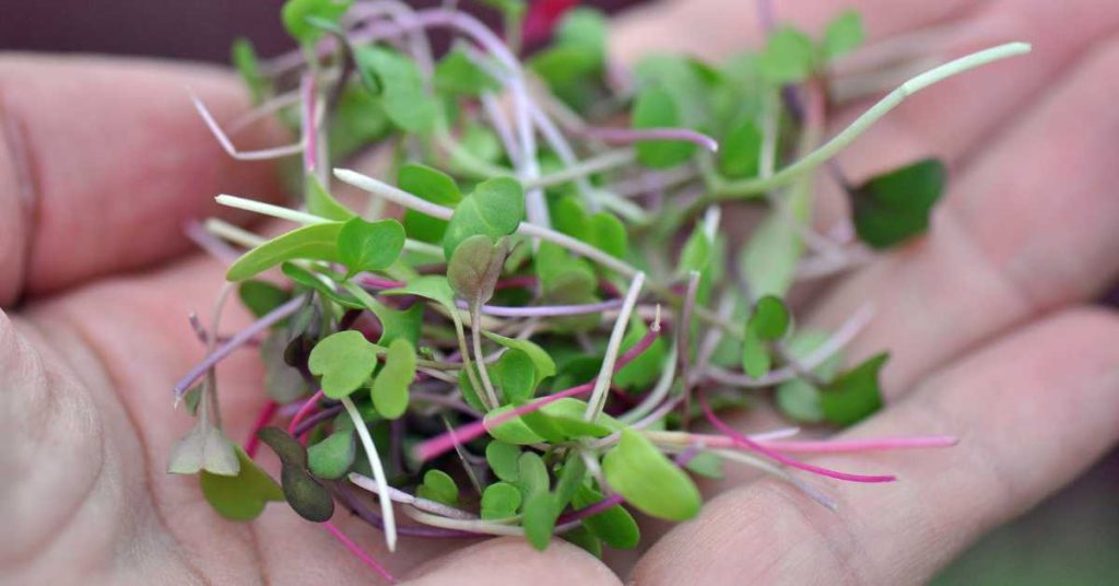 Can you eat microgreens raw