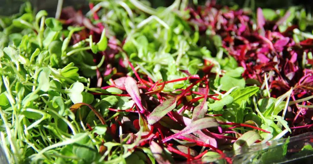 Are Microgreens Safe To Eat During Pregnancy