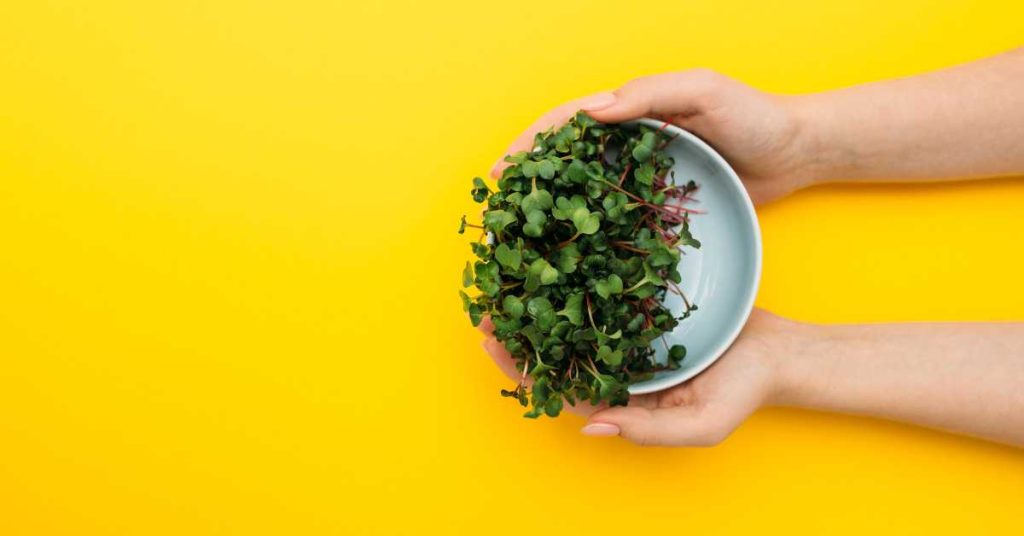Are Microgreens Safe To Eat During Pregnancy