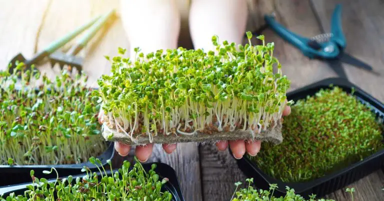 Are Microgreen Seeds Different From Regular Seeds? (Truth Revealed ...