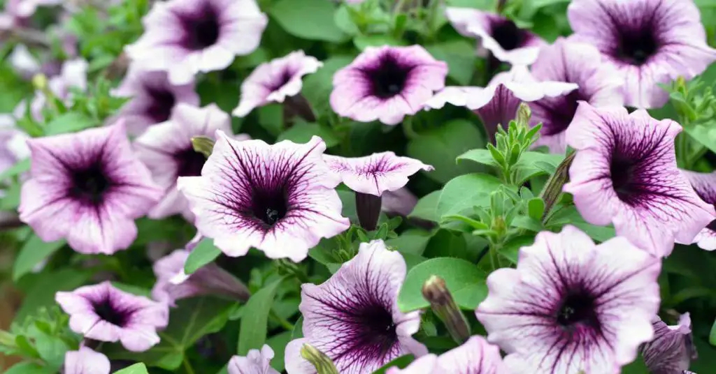 Can Petunias survive frost